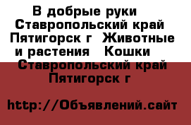 В добрые руки) - Ставропольский край, Пятигорск г. Животные и растения » Кошки   . Ставропольский край,Пятигорск г.